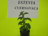 Logo Stevia de Cuernavaca