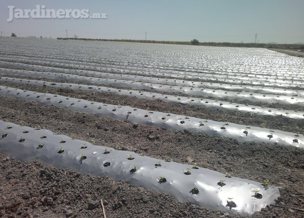 Rex Irrigación Querétaro