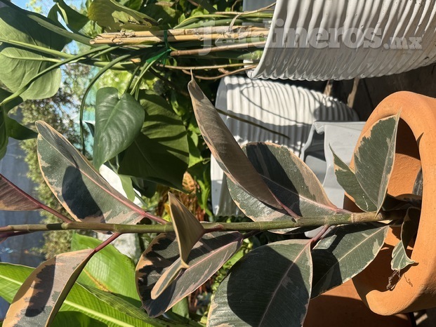 Ficus Elastica Rubi Hule Maceta 
