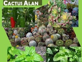 Logo Cactus Alan