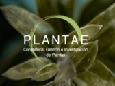 Logo Plantae: Consultoría, Gestión e Investigación de Plantas