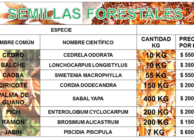 Semillas Forestales Tropicales disponibles