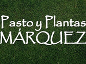 Logo Pasto Y Plantas Márquez