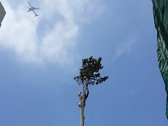 Arborista Sánchez: poda, derribo y fumigación de árboles.