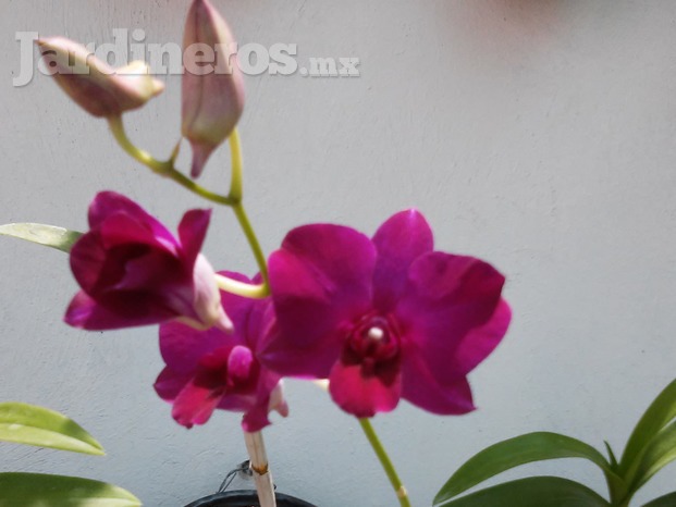 Orquídeas 2