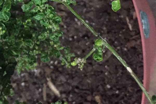 ¿Por que las hojas de mi planta de chile piquin están muy chicas?