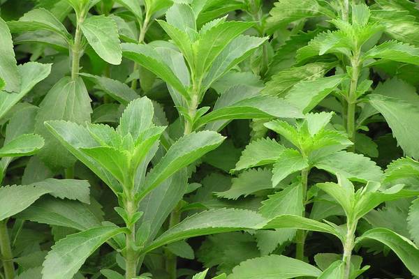 ¿Plantas de Stevia en Morelos a la venta?