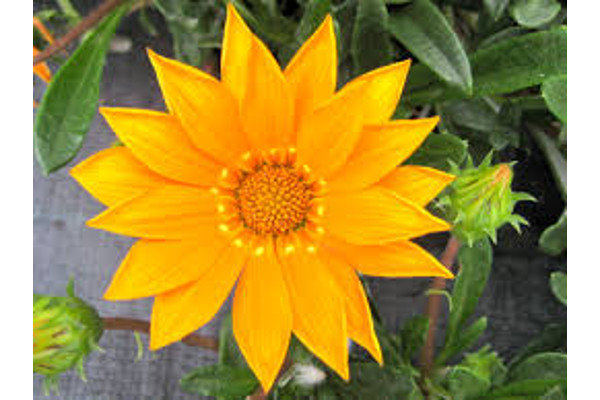 gazania.jpg