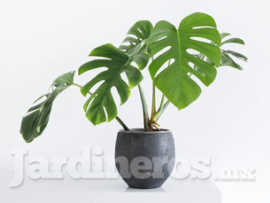Monstera deliciosa plantula en $20 pesos