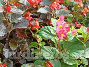 2x1 en Plantas del Mes