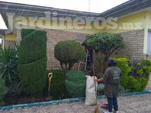 Servicio de jardineria a domicilio - Toluca, Metepec y alrededores.