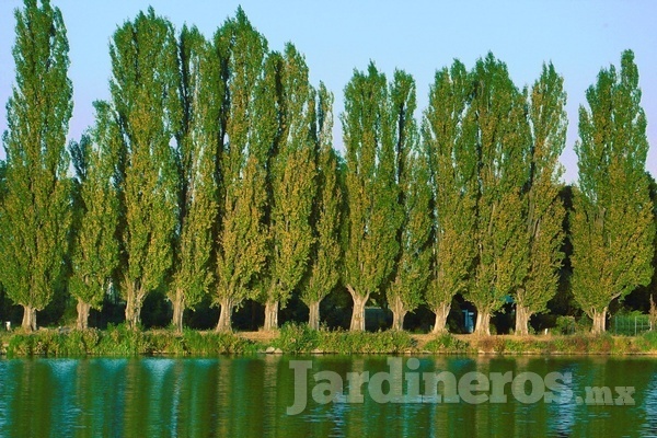 Planta un árbol nativo