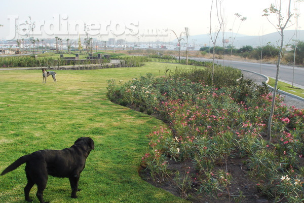 Manchas en el pasto ¿Por el perro?