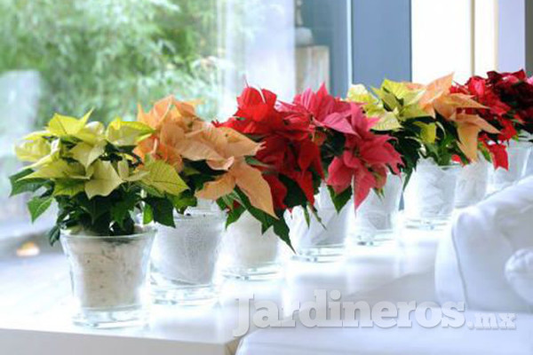 Decoración con macetas