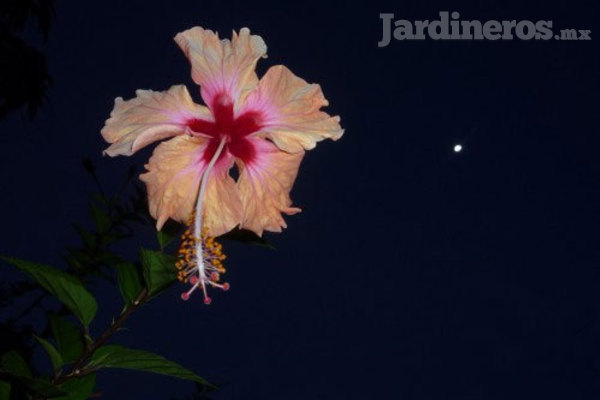 El jardín y la Luna