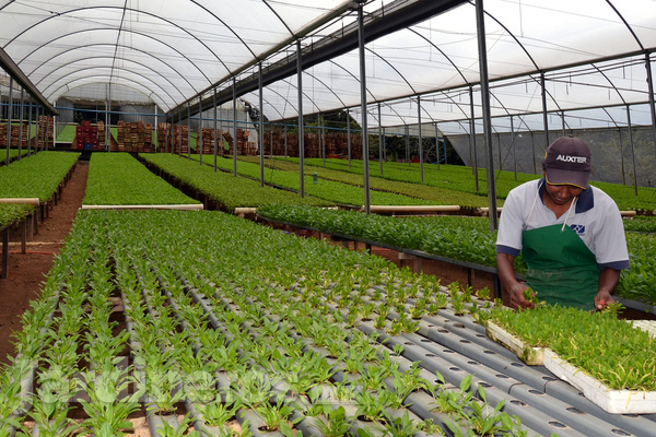 Hidroponía o cultivo sin suelo: de los Aztecas hasta nuestros días