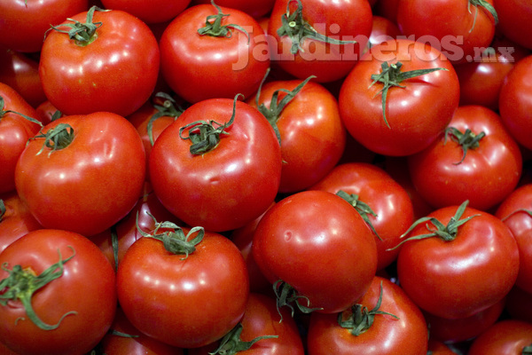 Planta en tu jardín: frutas y verduras de temporada fáciles de sembrar en tu propia casa