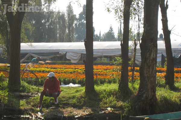 Las chinampas: forma de cultivo milenaria vigente hasta nuestros días