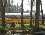 Las chinampas: forma de cultivo milenaria vigente hasta nuestros días