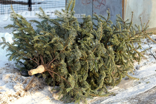 ¿A dónde llevar tu árbol de Navidad para reciclarlo?