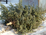 ¿A dónde llevar tu árbol de Navidad para reciclarlo?