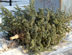 ¿A dónde llevar tu árbol de Navidad para reciclarlo?