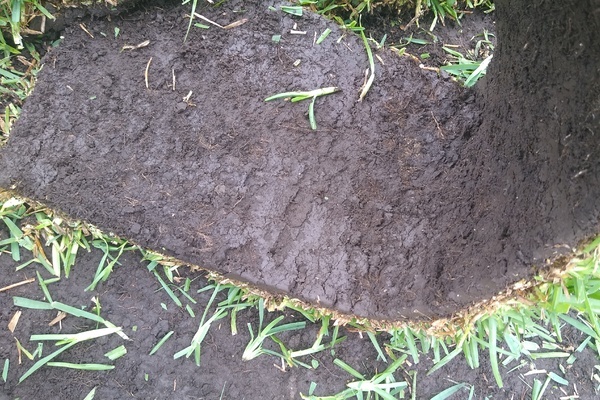 VENTA DE PASTO SAN AGUSTÍN