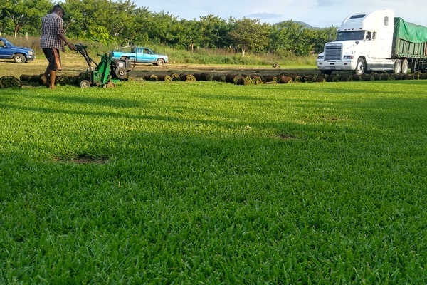 VENTA DE PASTO SAN AGUSTÍN