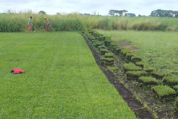 VENTA DE PASTO SAN AGUSTÍN