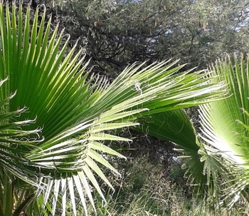 Palma abanico (Washingtonia)