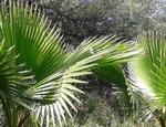 Palma abanico (Washingtonia)