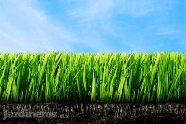 El pasto adecuado, el secreto verde del jardín.