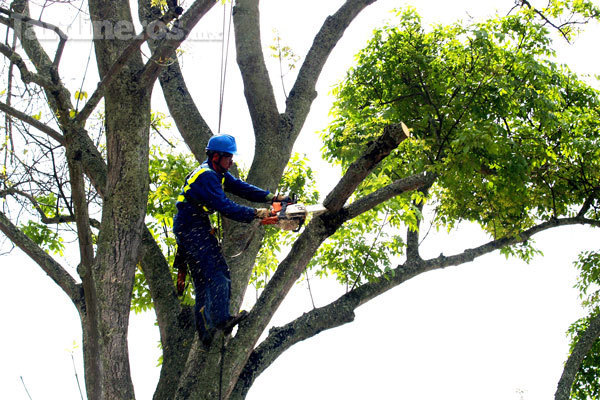 ¿Cómo podar los árboles de forma correcta? - Jardineros.mx