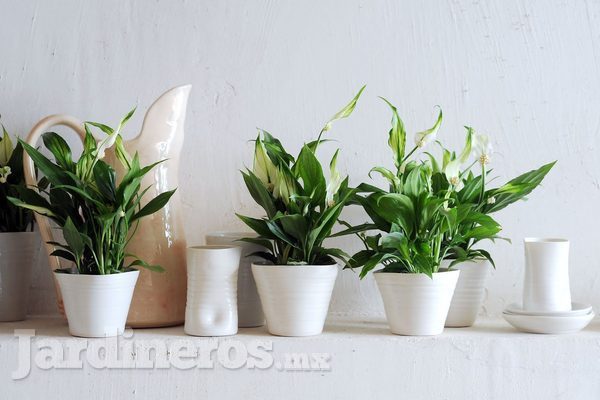 Las mejores plantas para purificar tu hogar