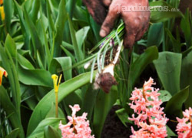 Jardinería López