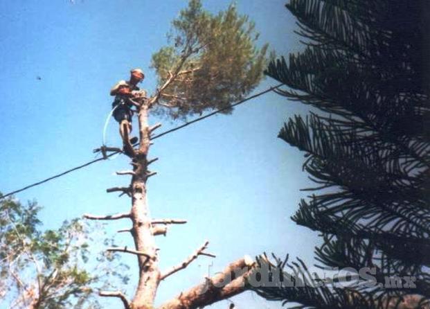 Poda De Árboles En Guadalajara