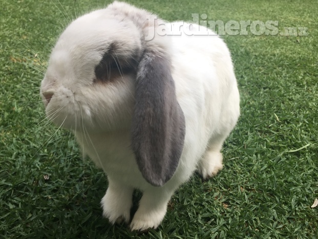 Fertilizante seguro para mascotas