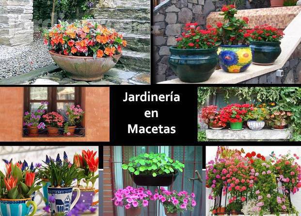 Jardineria en macetas