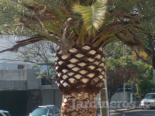 PODA