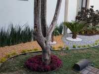 JARDINERÍA