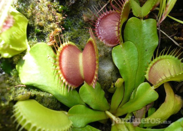 Dionaea muscipula