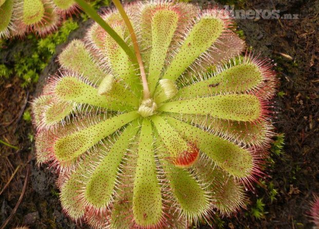 Drosera aliciae