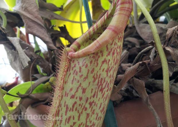 Nepenthes