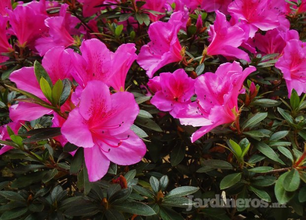 Azaleas