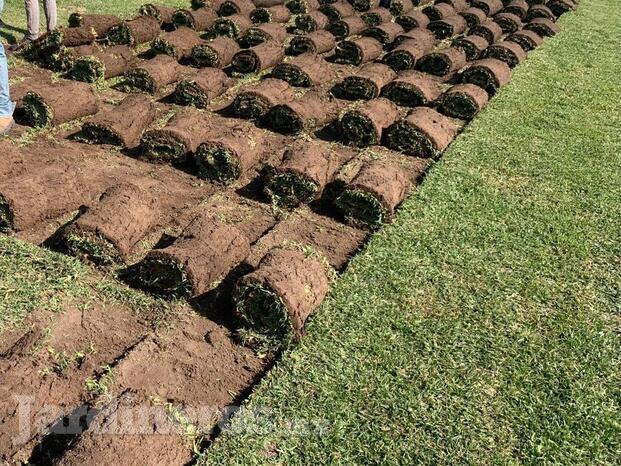 PASTO EN ROLLO 