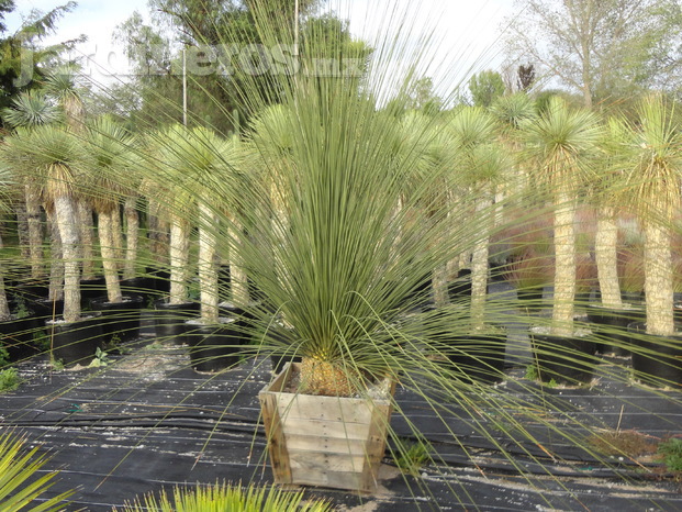 Dasylirion Longissimum y Yucca Rostrata