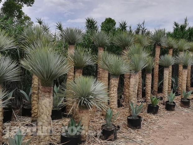 Yucca rostrata 