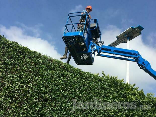 Mantenimiento de árboles con grúa