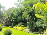 Jardín tropical