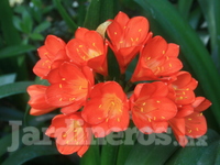 Clivia